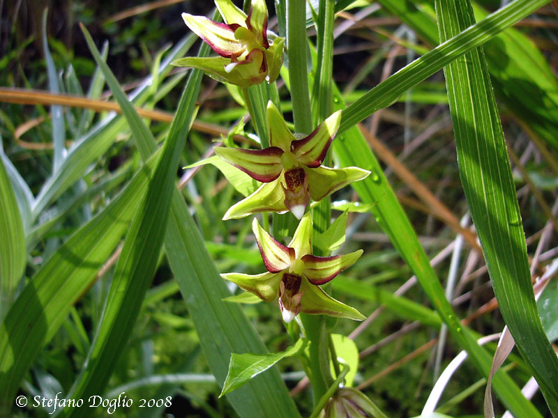 orchidee dal mar Nero turco (2)